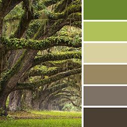 La-carta-de-colores-de-la-naturaleza-es-siempre-armoniosa_-De-gris-marrón-a-verde-exuberante_